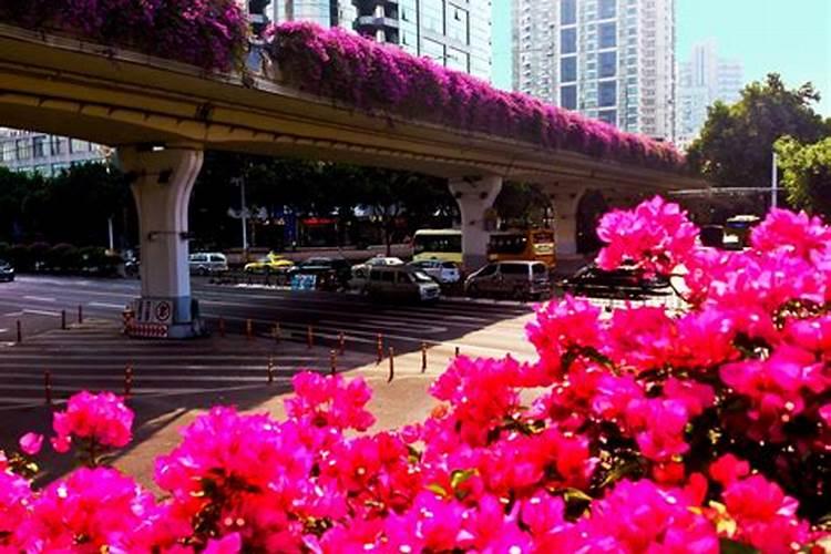 地师和花城什么关系