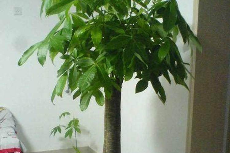 香椿树的风水禁忌