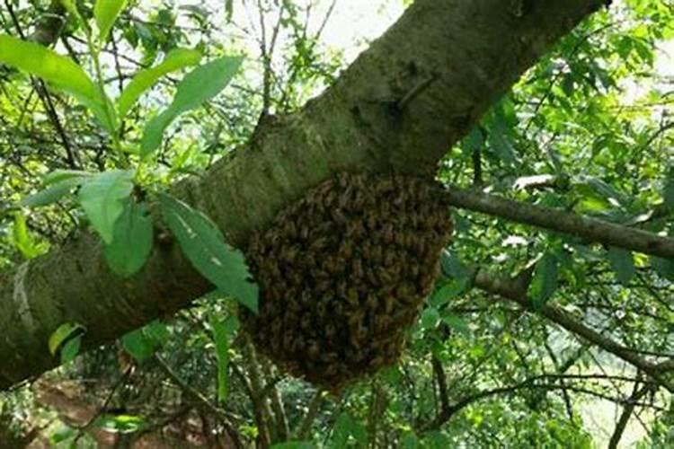 蜜蜂在家筑巢是什么征兆