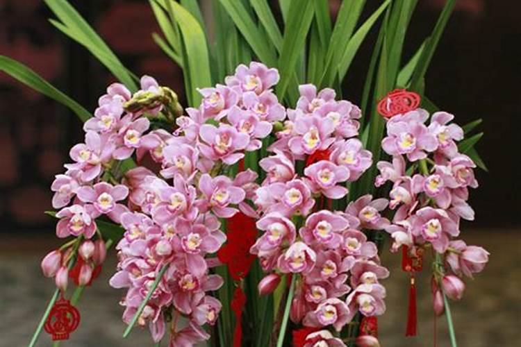搬家当天买什么鲜花好