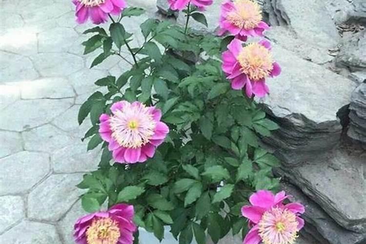 芍药有风水禁忌吗 芍药的讲究风水介绍