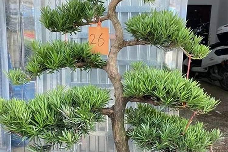 客厅风水轮位置应该怎么摆放？