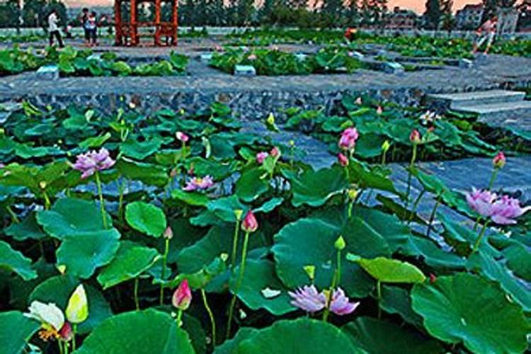 宜兴九峰寺介绍江西宜春九峰寺