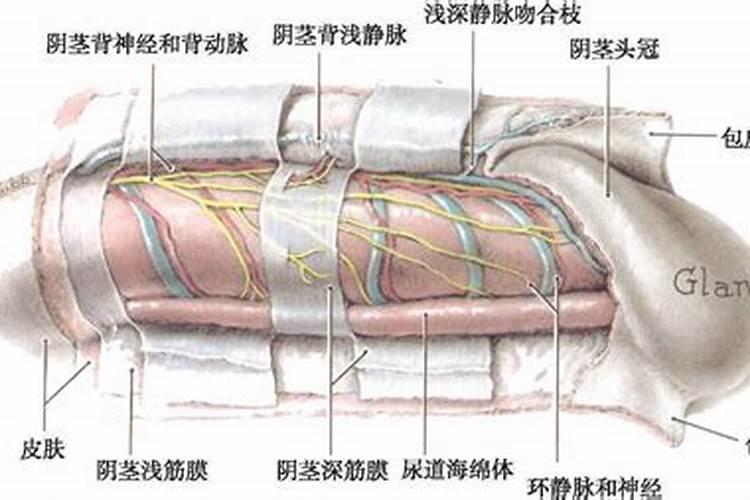 “太极圆晕”是龙脉结穴的最高标准
