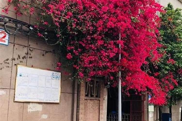 公司前台绿植风水 杜鹃花颜值高还招财