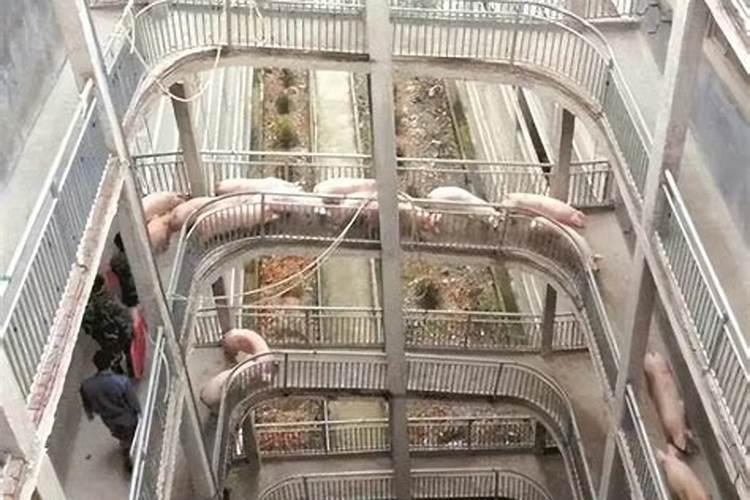 家里养银杏树风水好吗