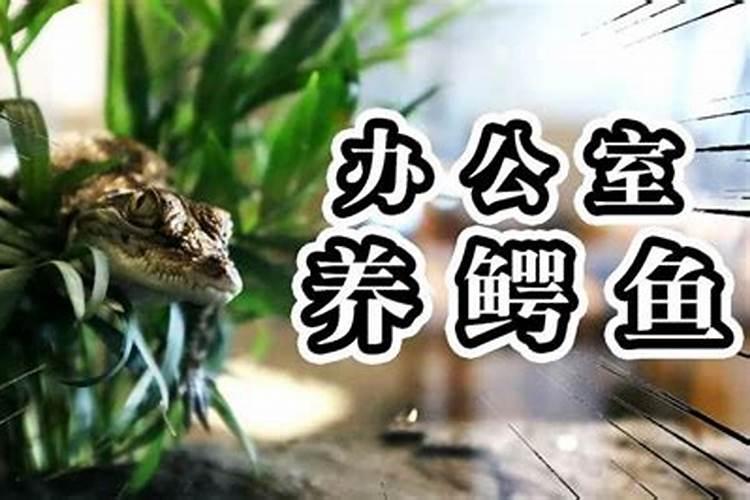 鳄龟在家养吉利吗
