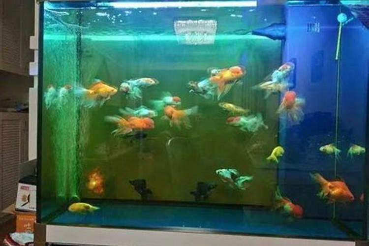 别墅前后花园养鱼风水有什么说法？