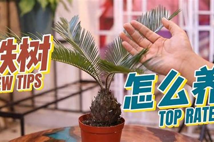 广东肇庆航空职业学院是公办的吗