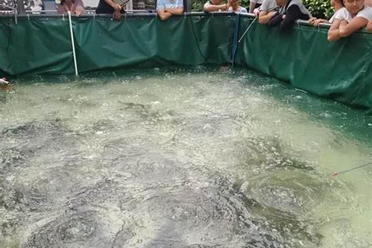 在家门口挖鱼池一定要小心这3点风水宜忌,全都没错才能发大财!百度...