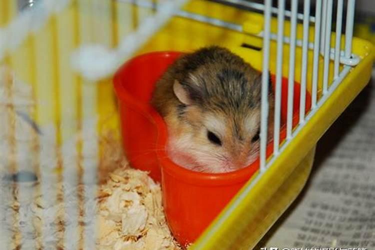 别墅前后花园养鱼风水有什么说法