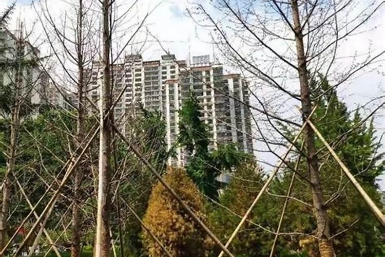 院内有枯树对风水好吗,会带来哪些影响