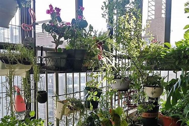 高层阳台什么花最旺风水
