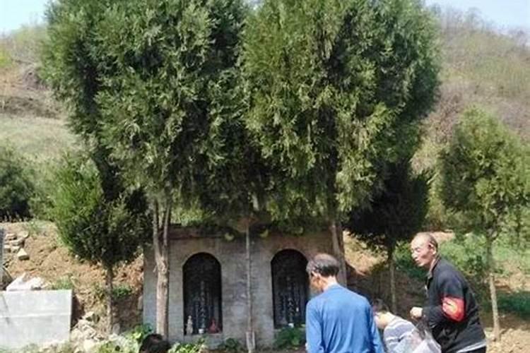 揭秘坟地树木种植风水讲究