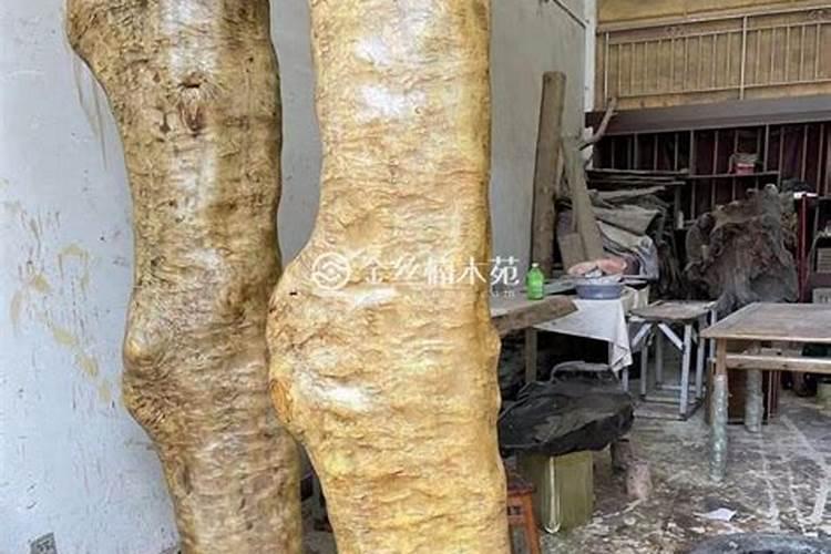 庭院种金丝楠木风水上可行吗？