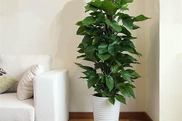 6种绿植打造客厅好风水
