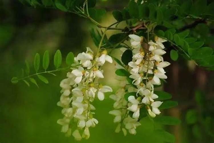 求风水大师问,坟上有很多洋槐树,好不好