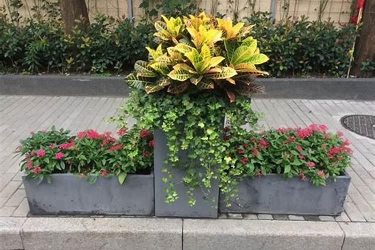 花坛适合种什么花