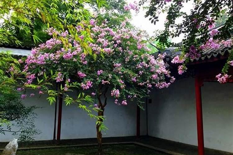 家种什么树最旺财聚财风水