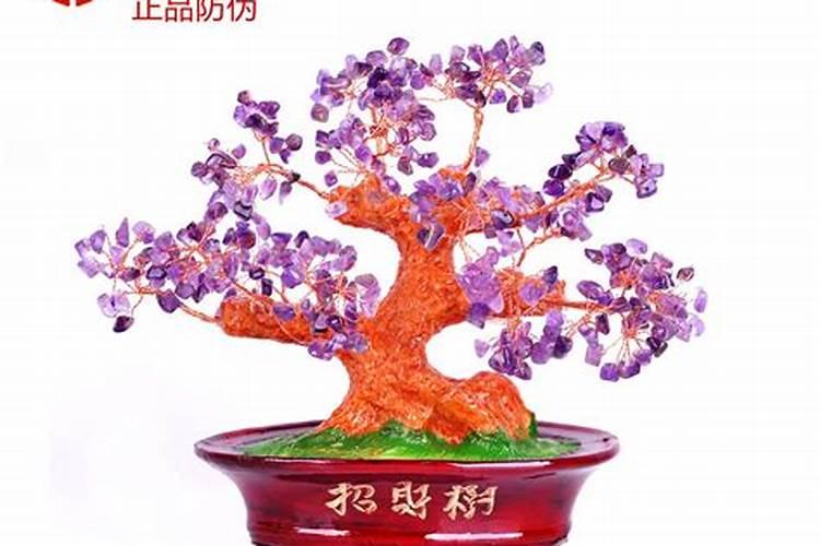 招财树与风水作用