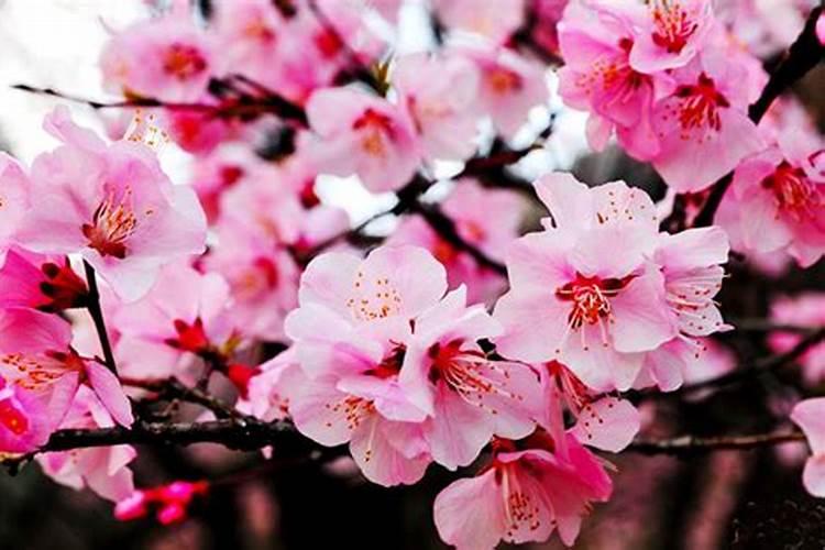 家居风水招桃花的