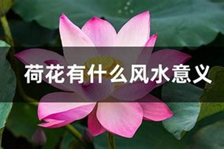 种什么花风水最旺财运最好