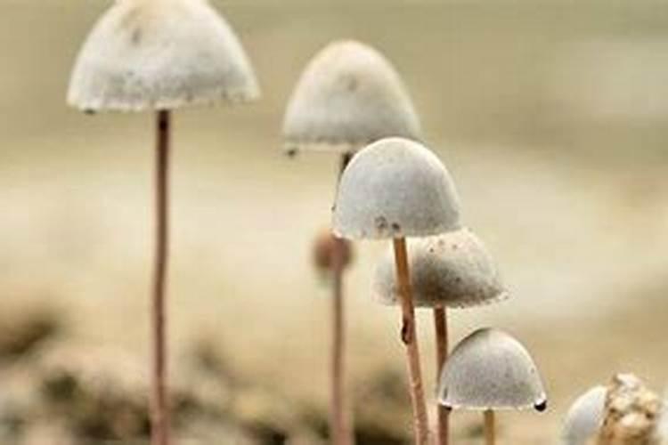 风水解释 茶台长出小蘑菇