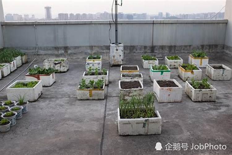 楼顶种什么蔬菜最旺风水