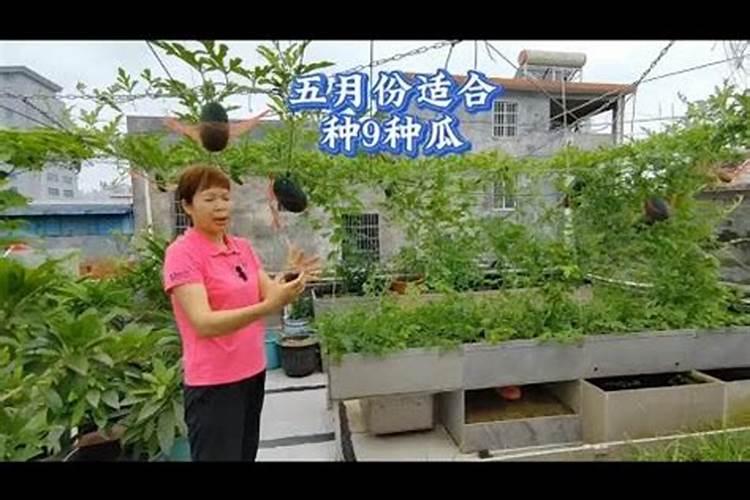 楼顶种什么菜最旺风水