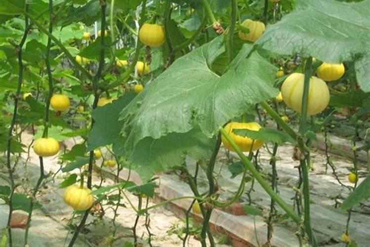楼顶种什么菜最旺风水好