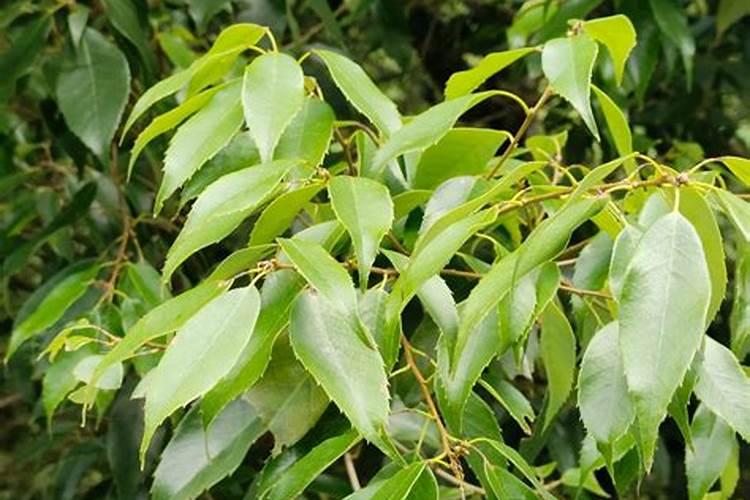 福州看风水师傅哪个好？福州看风水好的老师找哪位？福州看风水的店在...