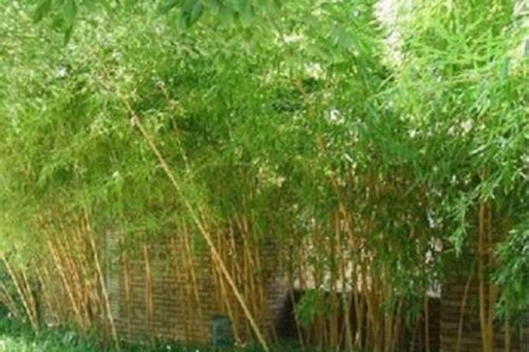 紫竹种在家里好不好？