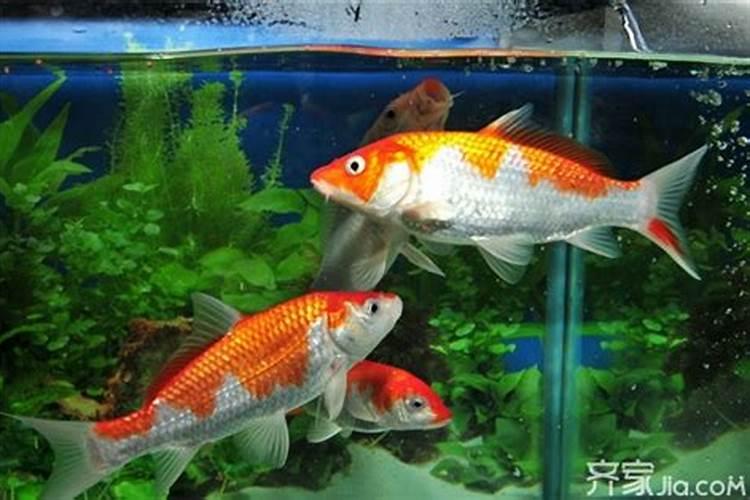 养几条鱼最招财风水