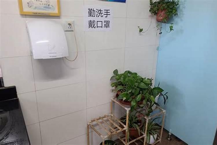 卫生间绿色植物有哪些风水讲究