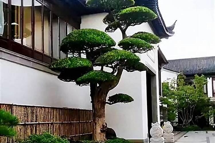 铁树种屋后好吗？