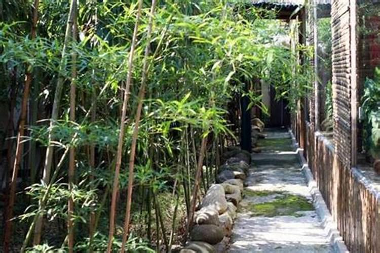 竹子栽在住宅的哪里好