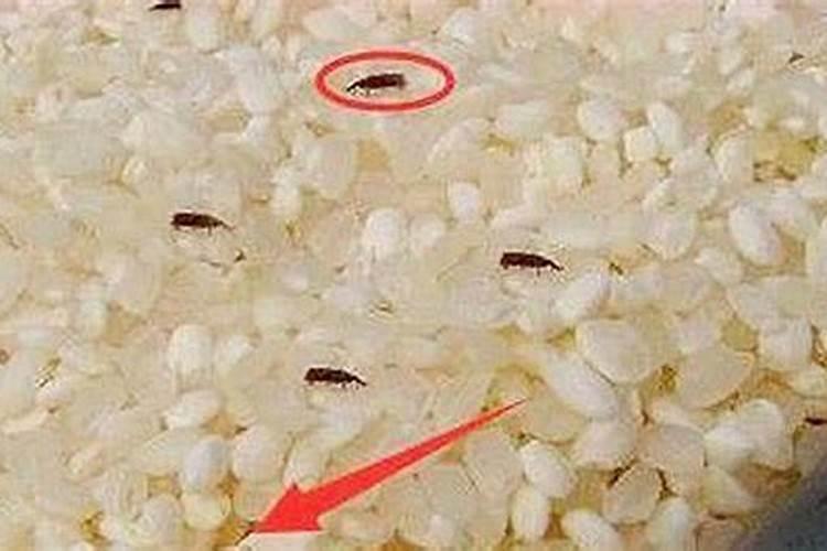 梦见自己腰间生米虫的预兆