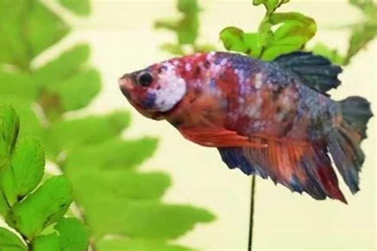 斗鱼养在家里吉利吗？