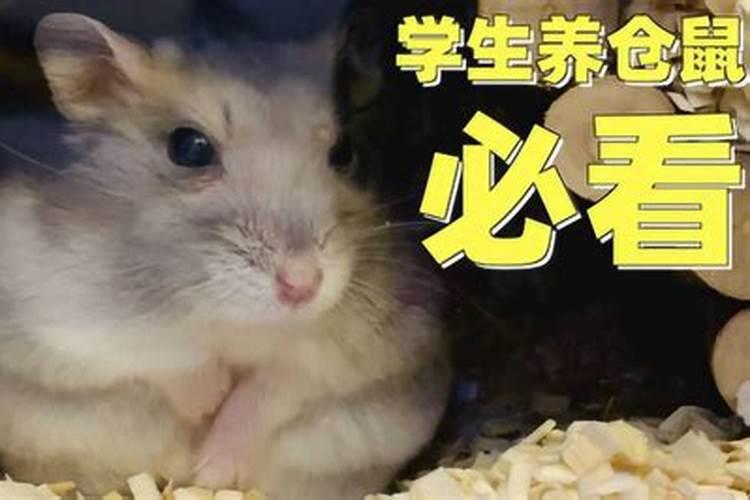 养仓鼠有什么风水上的讲究吗？