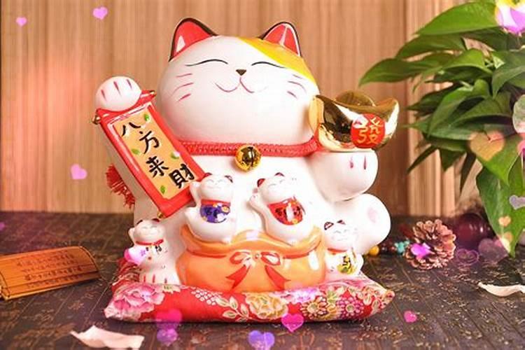猫咪养什么最旺财运最好