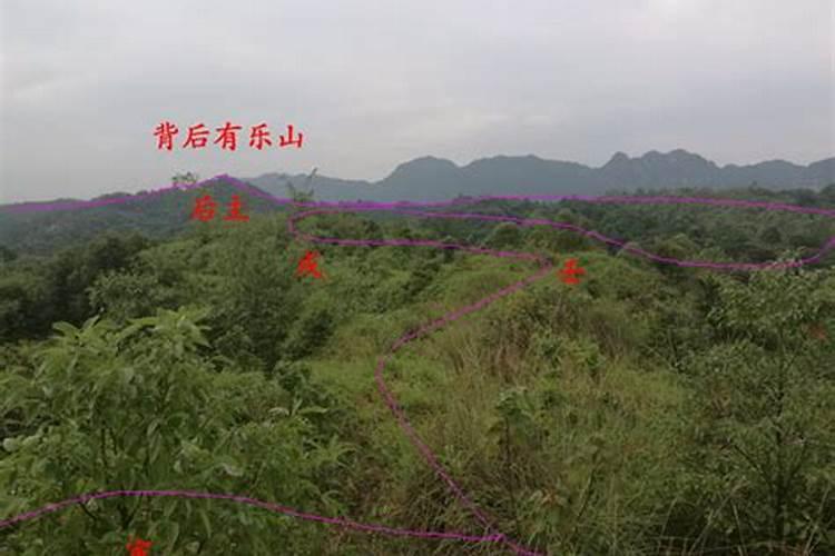 风水学里的鼠肉是什么