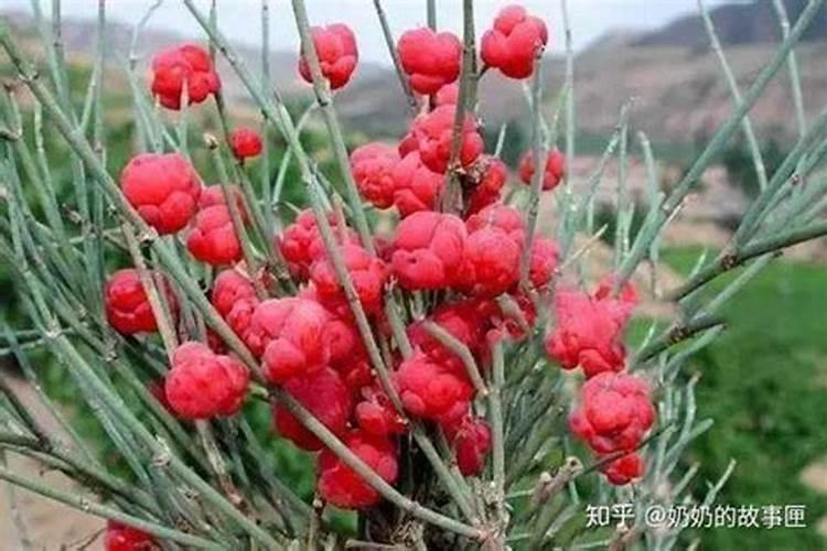 麻黄的功效