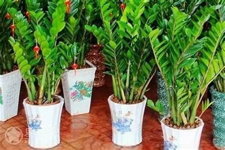 客厅镇宅招财旺人的植物 客厅镇宅招财旺人的植物是什么