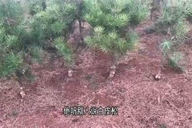 庭院内适合栽松树吗 松树可以种在院子里吗
