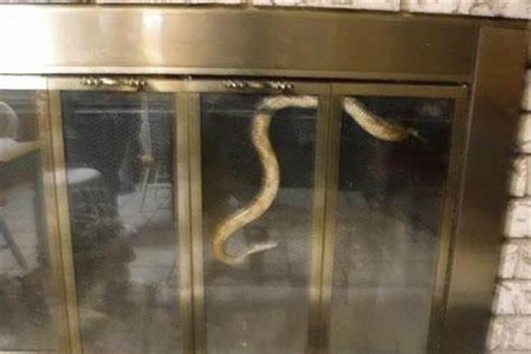 为什么蛇进家不吉利