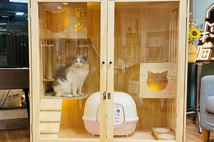 养猫会带来什么运气 有利于风水吗