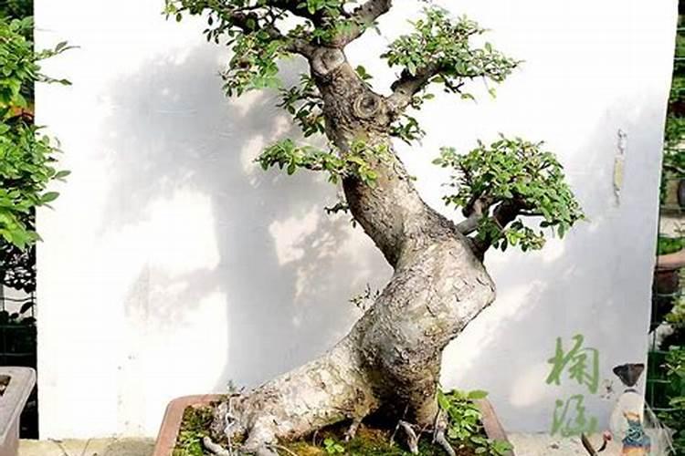 门外植物风水 门口适合摆放的植物