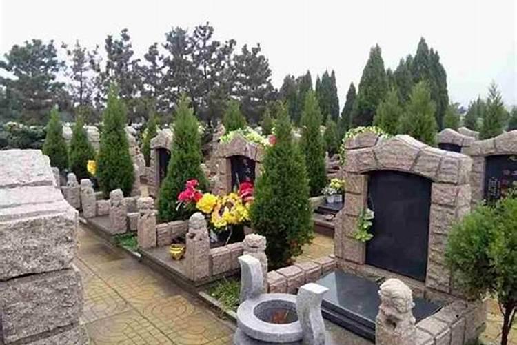 什么样的树适合做墓地？