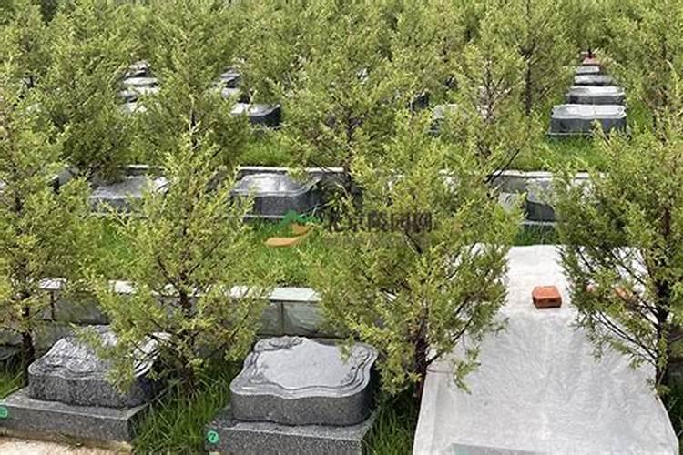 坟墓上的草可以除掉吗？