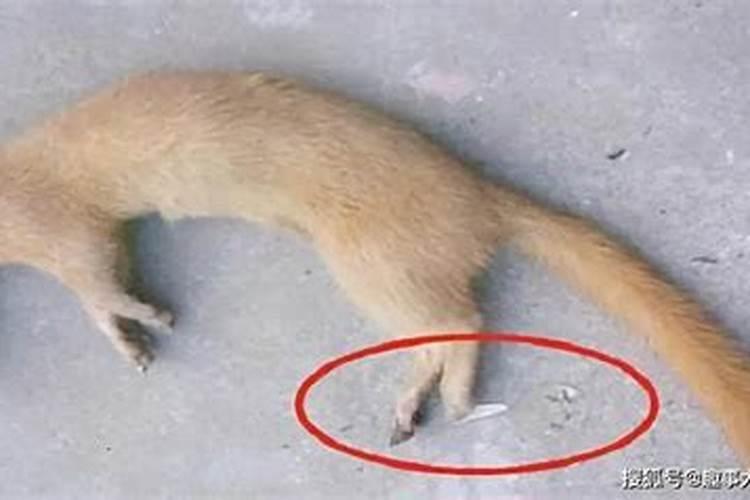 黄鼠狼在风水上有什么说法